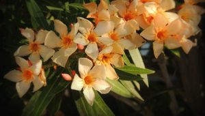 Preview wallpaper oleander, flowers, leaves, sharpness