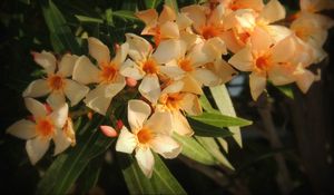 Preview wallpaper oleander, flowers, leaves, sharpness