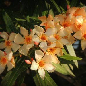 Preview wallpaper oleander, flowers, leaves, sharpness