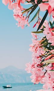 Preview wallpaper oleander, flowers, pink, bloom, plant