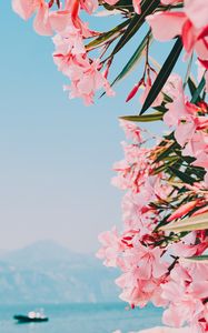 Preview wallpaper oleander, flowers, pink, bloom, plant