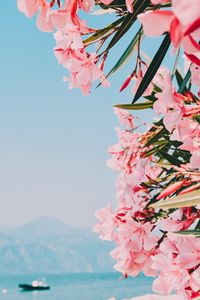 Preview wallpaper oleander, flowers, pink, bloom, plant