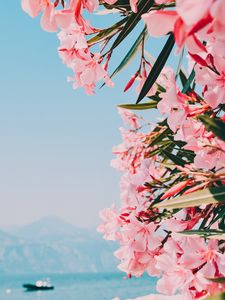 Preview wallpaper oleander, flowers, pink, bloom, plant