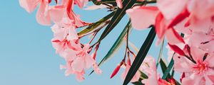 Preview wallpaper oleander, flowers, pink, bloom, plant