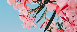 Preview wallpaper oleander, flowers, pink, bloom, plant