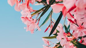 Preview wallpaper oleander, flowers, pink, bloom, plant