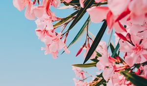 Preview wallpaper oleander, flowers, pink, bloom, plant