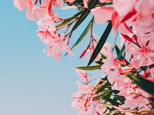 Preview wallpaper oleander, flowers, pink, bloom, plant