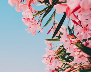 Preview wallpaper oleander, flowers, pink, bloom, plant