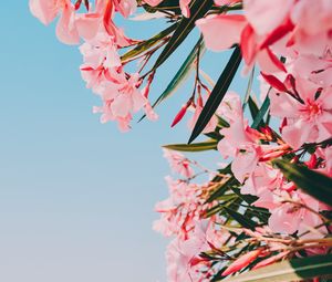 Preview wallpaper oleander, flowers, pink, bloom, plant