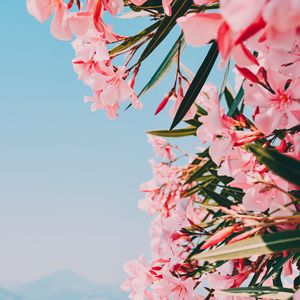 Preview wallpaper oleander, flowers, pink, bloom, plant