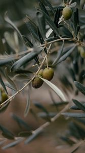 Preview wallpaper olives, branch, tree, focus