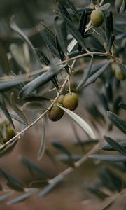 Preview wallpaper olives, branch, tree, focus