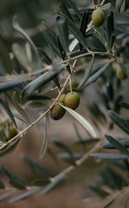 Preview wallpaper olives, branch, tree, focus
