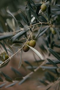 Preview wallpaper olives, branch, tree, focus
