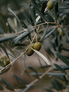 Preview wallpaper olives, branch, tree, focus