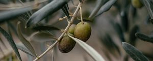 Preview wallpaper olives, branch, tree, focus
