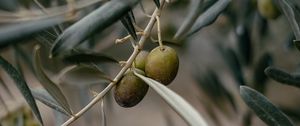 Preview wallpaper olives, branch, tree, focus
