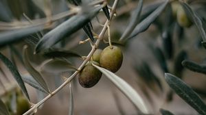 Preview wallpaper olives, branch, tree, focus