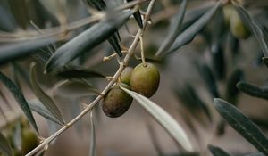 Preview wallpaper olives, branch, tree, focus