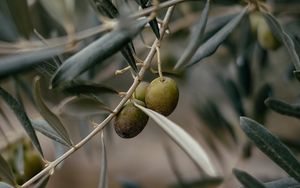 Preview wallpaper olives, branch, tree, focus