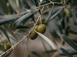 Preview wallpaper olives, branch, tree, focus