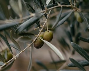 Preview wallpaper olives, branch, tree, focus