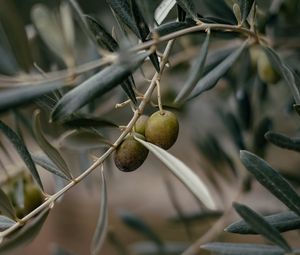 Preview wallpaper olives, branch, tree, focus