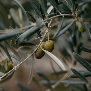 Preview wallpaper olives, branch, tree, focus