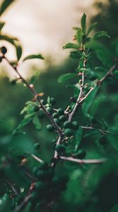 Preview wallpaper olives, branch, tree, fruit