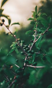 Preview wallpaper olives, branch, tree, fruit