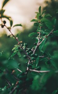 Preview wallpaper olives, branch, tree, fruit