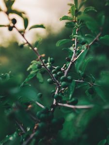 Preview wallpaper olives, branch, tree, fruit