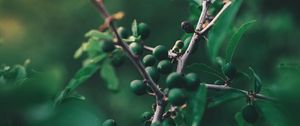 Preview wallpaper olives, branch, tree, fruit