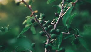 Preview wallpaper olives, branch, tree, fruit