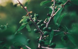Preview wallpaper olives, branch, tree, fruit
