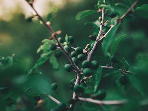 Preview wallpaper olives, branch, tree, fruit