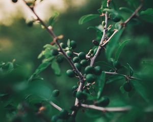 Preview wallpaper olives, branch, tree, fruit