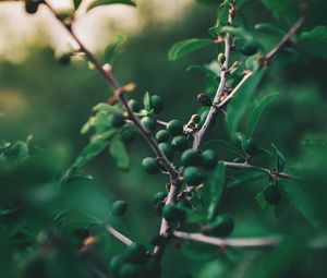 Preview wallpaper olives, branch, tree, fruit