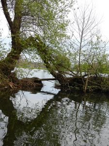 Preview wallpaper ond, trees, island, nature