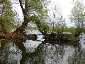 Preview wallpaper ond, trees, island, nature