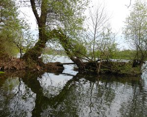 Preview wallpaper ond, trees, island, nature