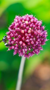 Preview wallpaper onion, flower, bee, macro, purple