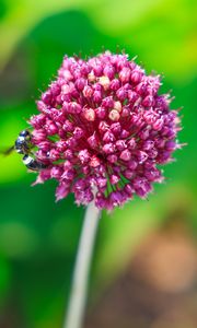 Preview wallpaper onion, flower, bee, macro, purple