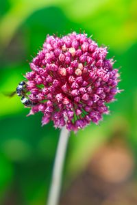 Preview wallpaper onion, flower, bee, macro, purple