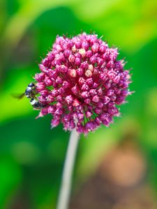 Preview wallpaper onion, flower, bee, macro, purple
