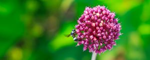 Preview wallpaper onion, flower, bee, macro, purple