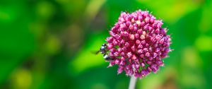 Preview wallpaper onion, flower, bee, macro, purple