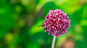 Preview wallpaper onion, flower, bee, macro, purple