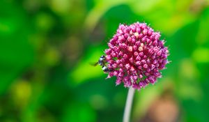 Preview wallpaper onion, flower, bee, macro, purple